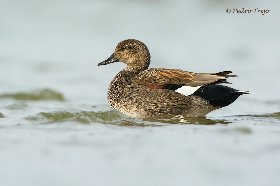 Anade Friso (Anas strepera)